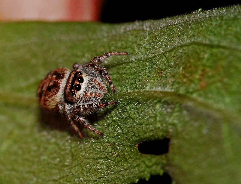 Are jumping spiders dangerous? - Rove Pest COntrol