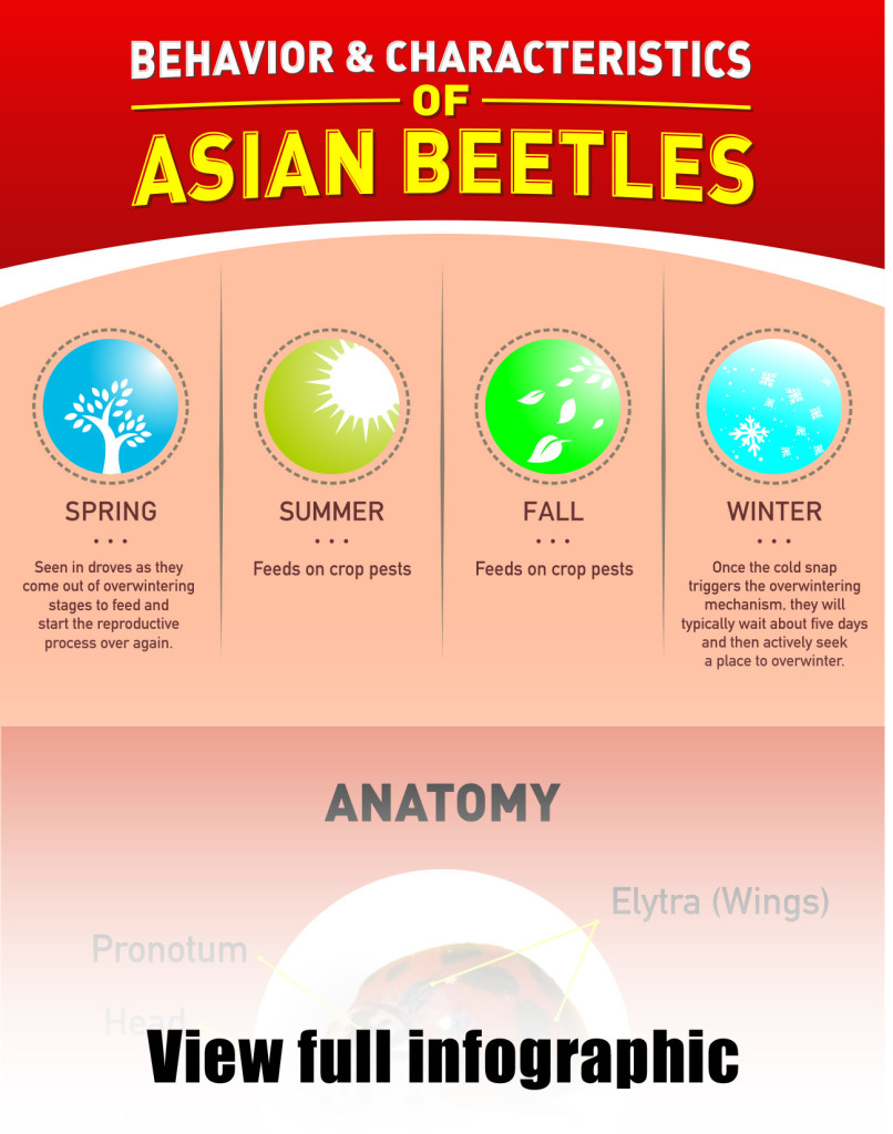 Behavior & Characteristics of Asian Beetles