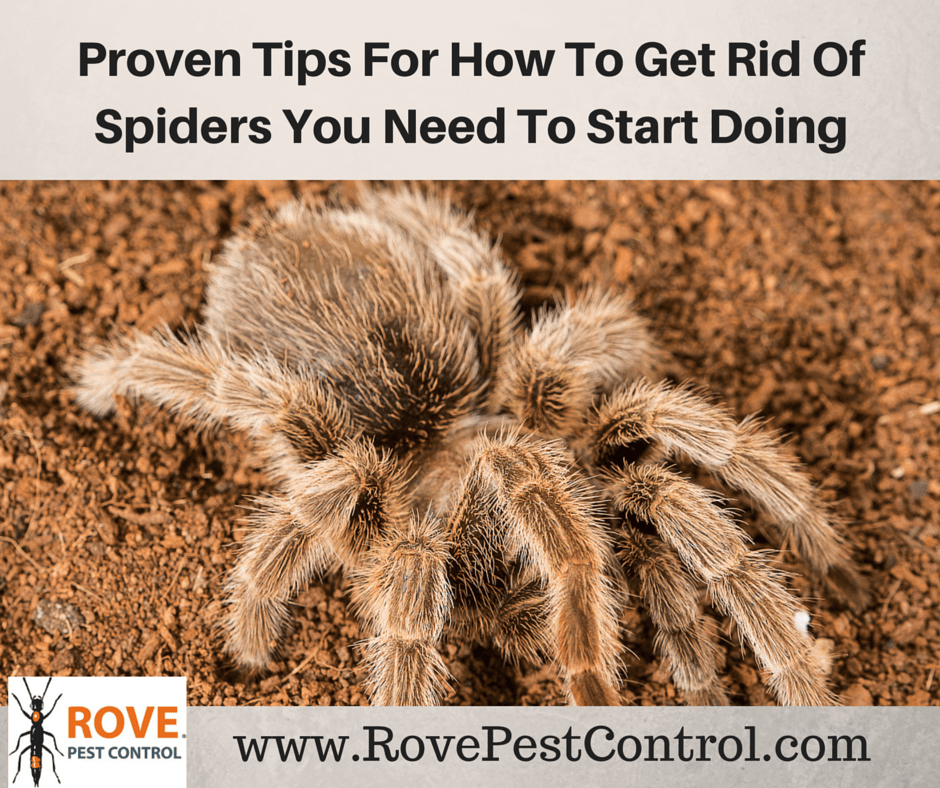 Tips To Get Rid Of Spiders From Our Experts Rove Pest Control