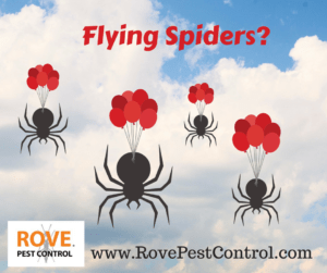 Flying Spiders