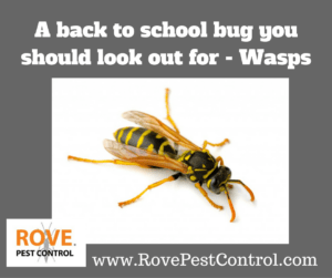 back to school, pest control, wasp, wasps, wasp removal, how to get rid of wasps