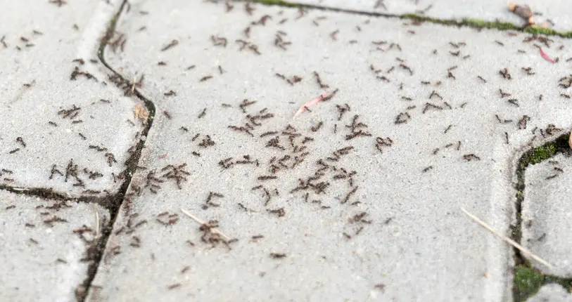 Large group of ants swarming on a paved outdoor surface near cracks, with some moss and debris visible.