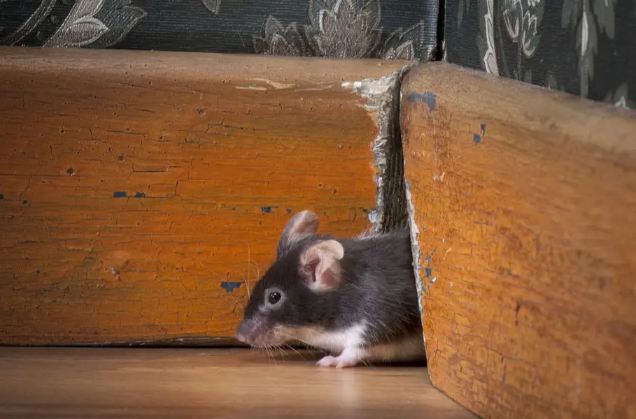 A mouse emerges from a crack in the wall.
