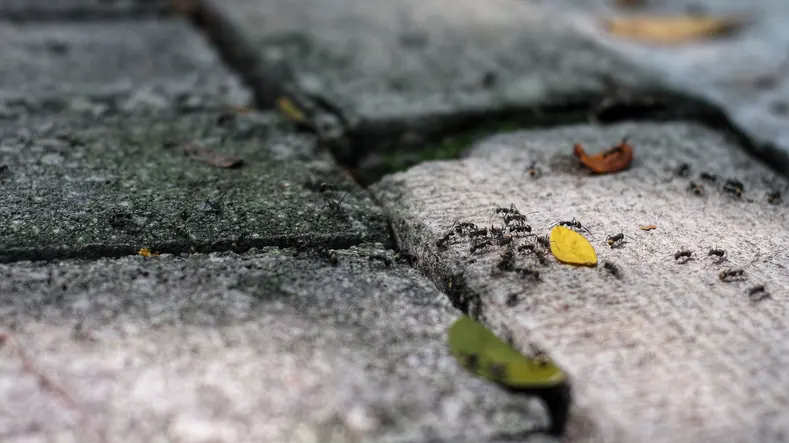 A trail of black ants crawling along the cracks of a weathered stone pavement, with scattered yellow and green leaves nearby.