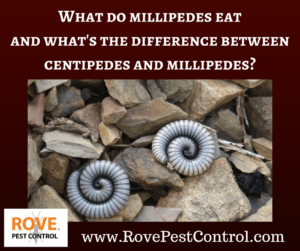What do millipedes eat and what's the difference between centipedes and millipedes