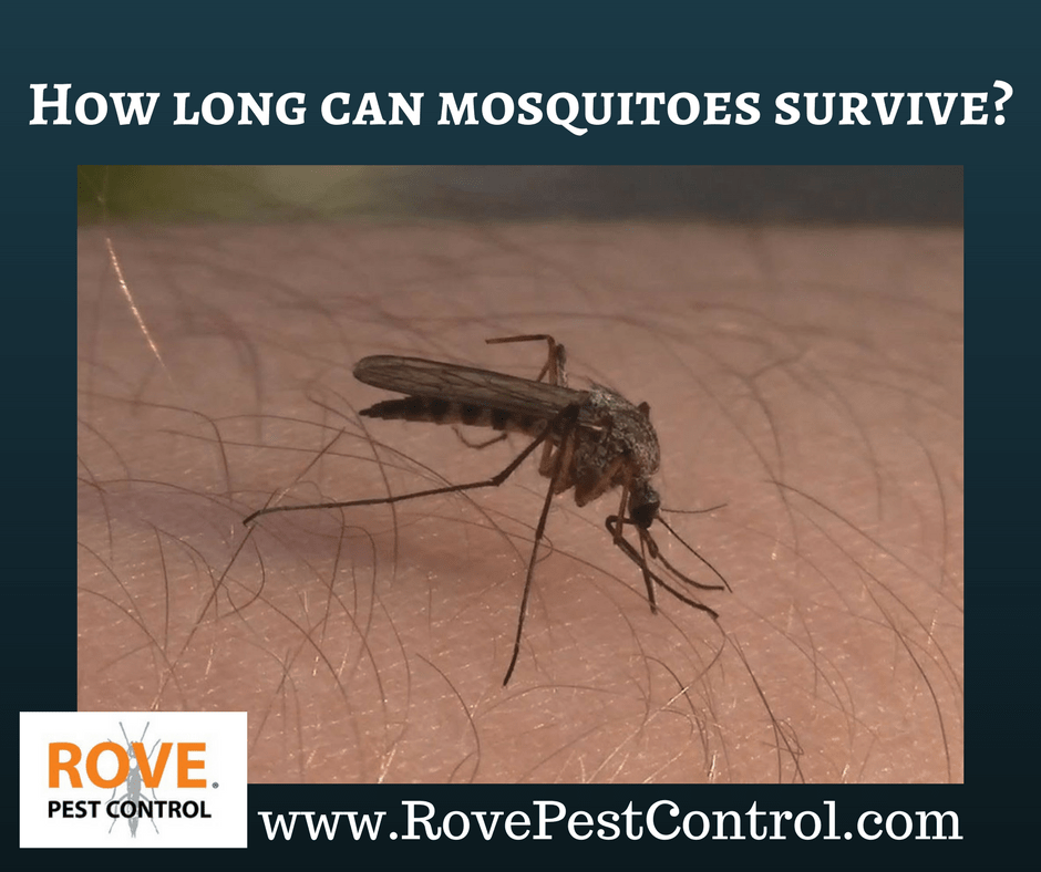 How Long Can Mosquitoes Survive? - Rove Pest Control