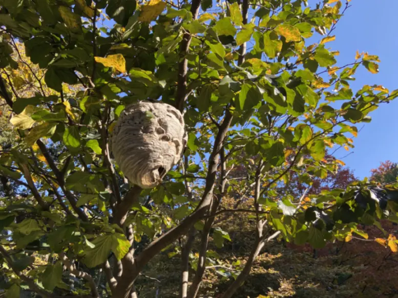 A nest hanging high up in a tree.