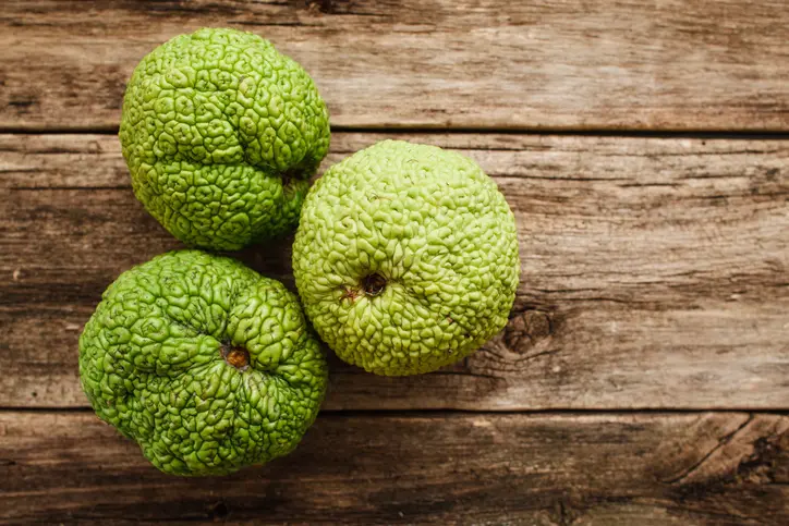 Three green hedge apples with bumpy textures resting on a rustic wooden surface.