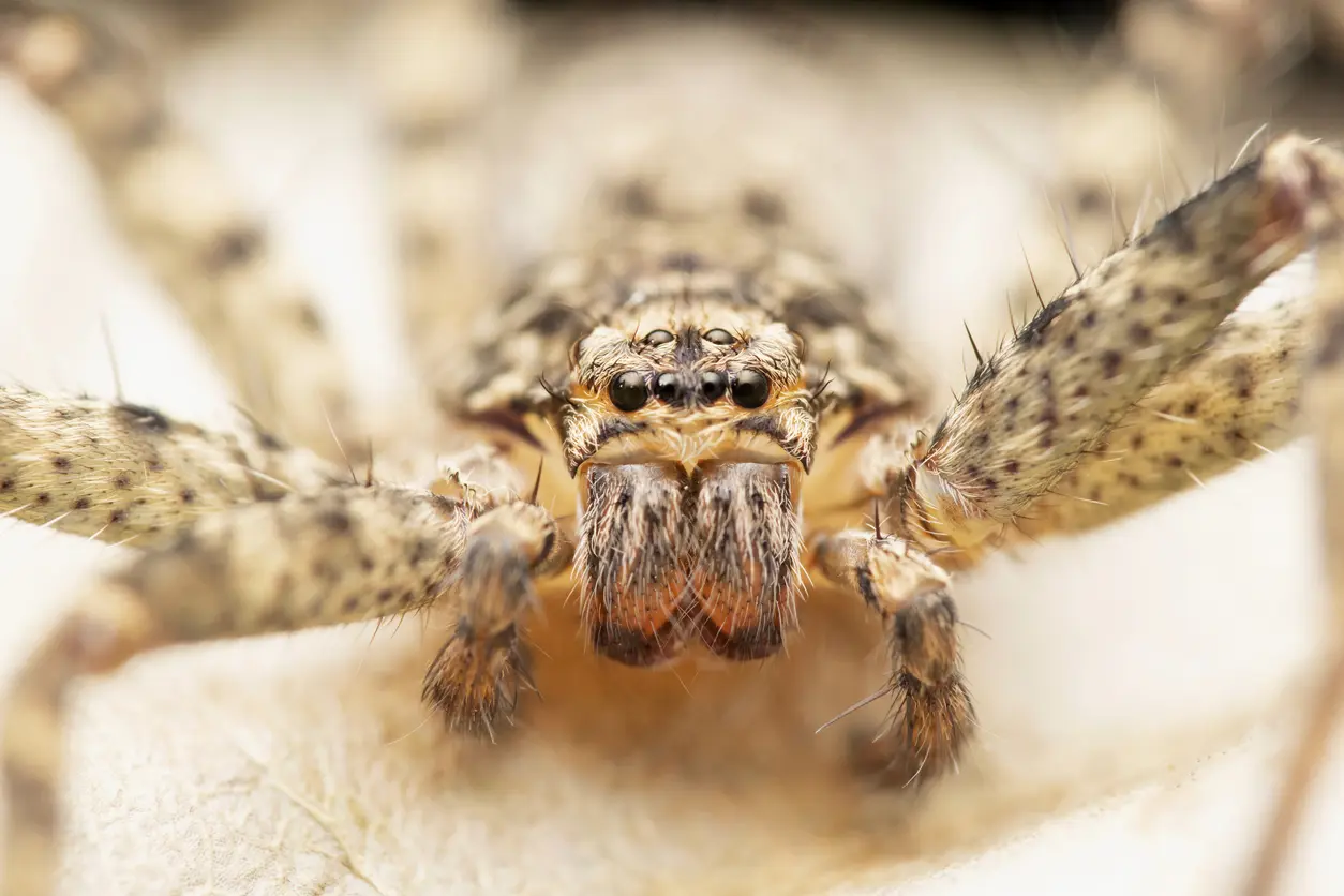 A fuzzy brown spider on a blurry surface.