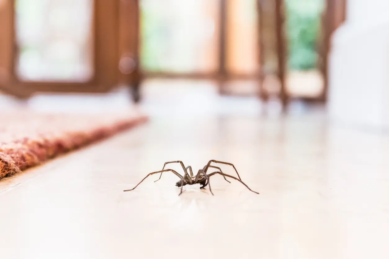 A house spider walks across a clean floor.