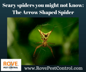 Scary spiders you might not know - The Arrow shaped spider, arrow spider, is the arrow shaped spider dangerous, does the arrow shaped spider bite