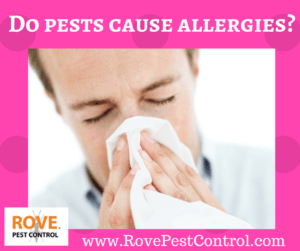 Do pests cause allergies, allergy, what causes allergies, do pest cause allergies, do bed bugs cause allergies, do roaches cause allergies, seasonal allergies, what causes seasonal allergies, pest control, pest control tips 