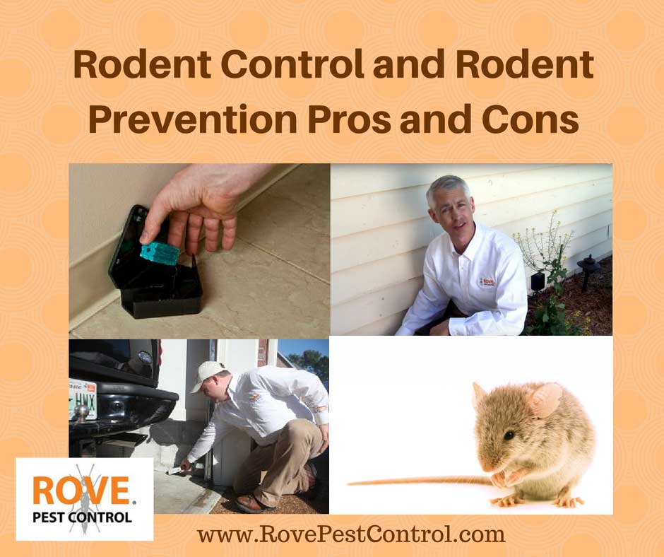 Rat Control - a Collaborative Process - Croach® Pest Control