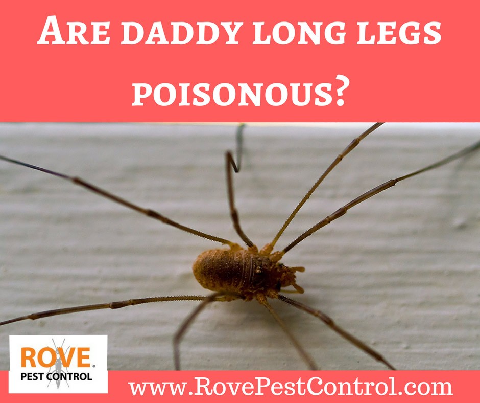 Is the Daddy Longlegs Dangerous to Humans?