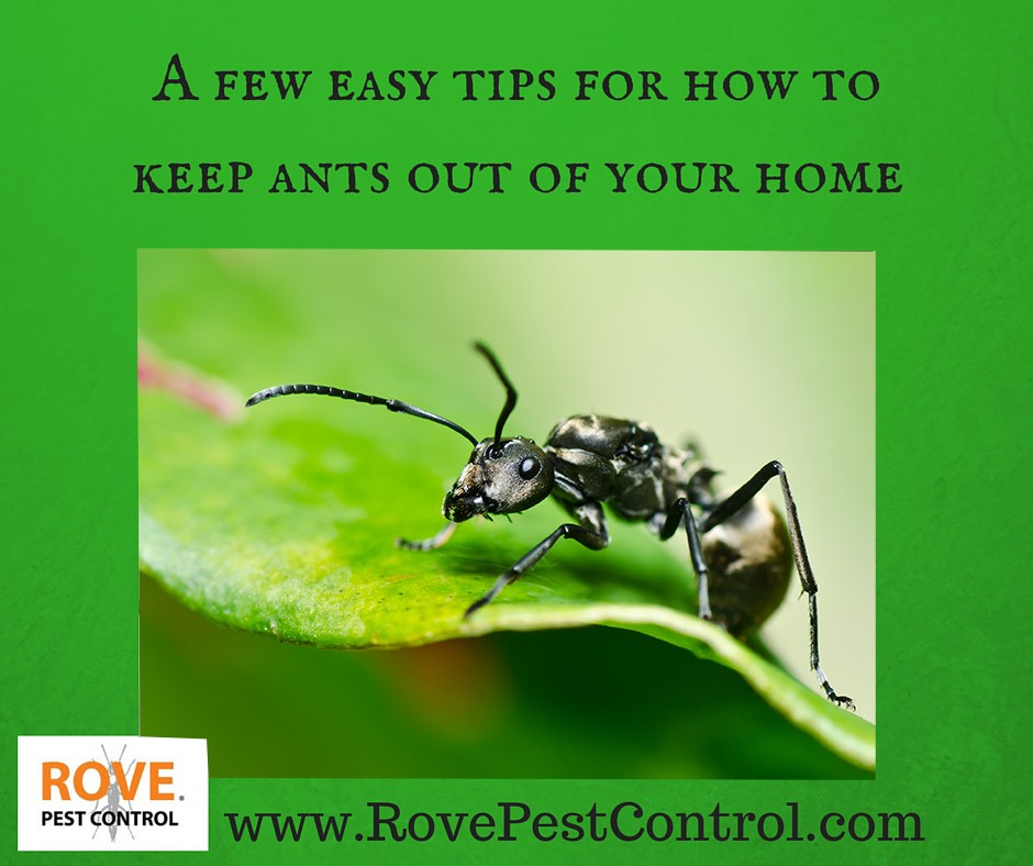 how to keep ants out of your home, how to keep ants out, keep ants out, how to get out of ants