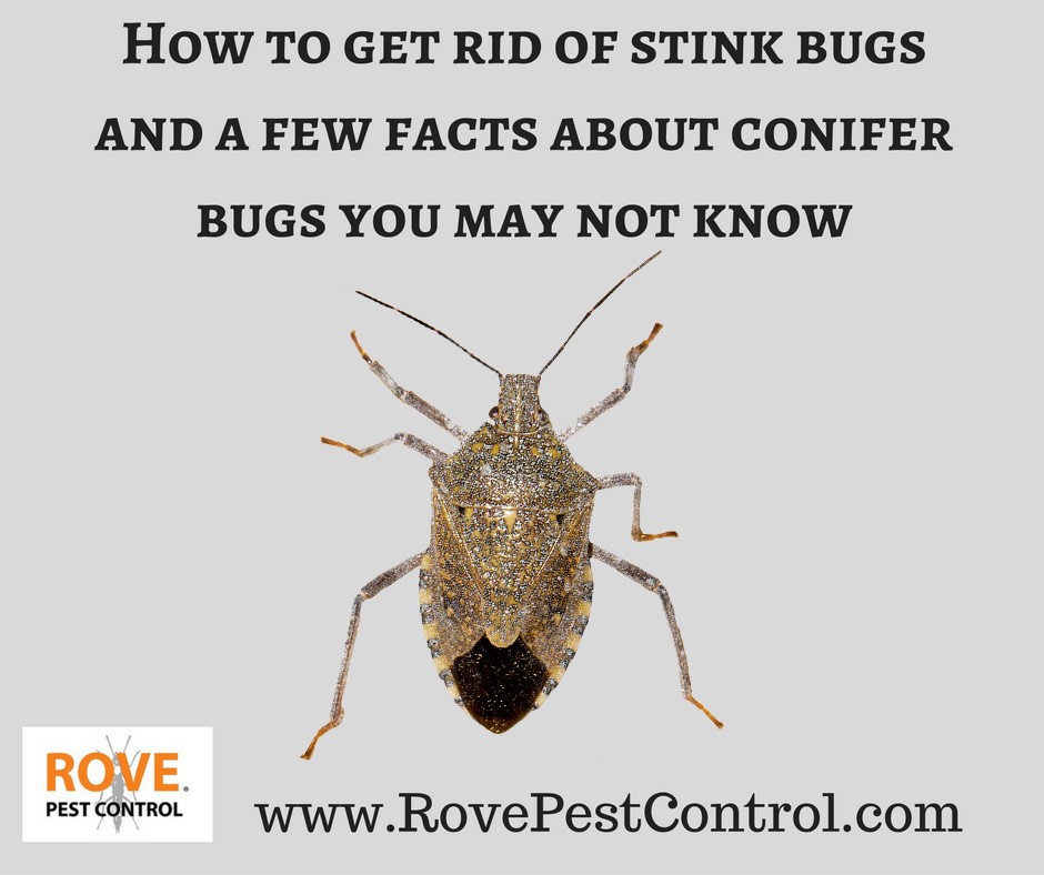 How to get rid of stink bugs and a few facts about conifer bugs you may not  know - Rove Pest Control