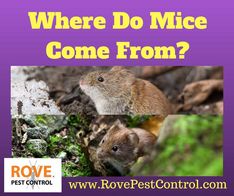 Where do mice come from, pest control, pest control tips, how to get rid of mice, getting rid of mice