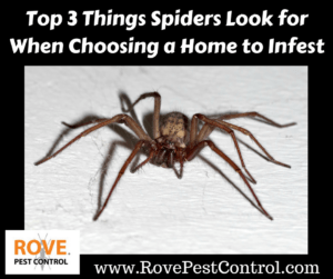 Top 3 Things Spiders Look for When Choosing a Home to Infest, spiders, how to get rid of spiders, spider removal, how spiders pick homes to infest, how spiders choose homes to live in, why do i have spiders in my home, why are there spiders in my home, why are there spiders in my bathroom, spider, spider facts, spiders, 
