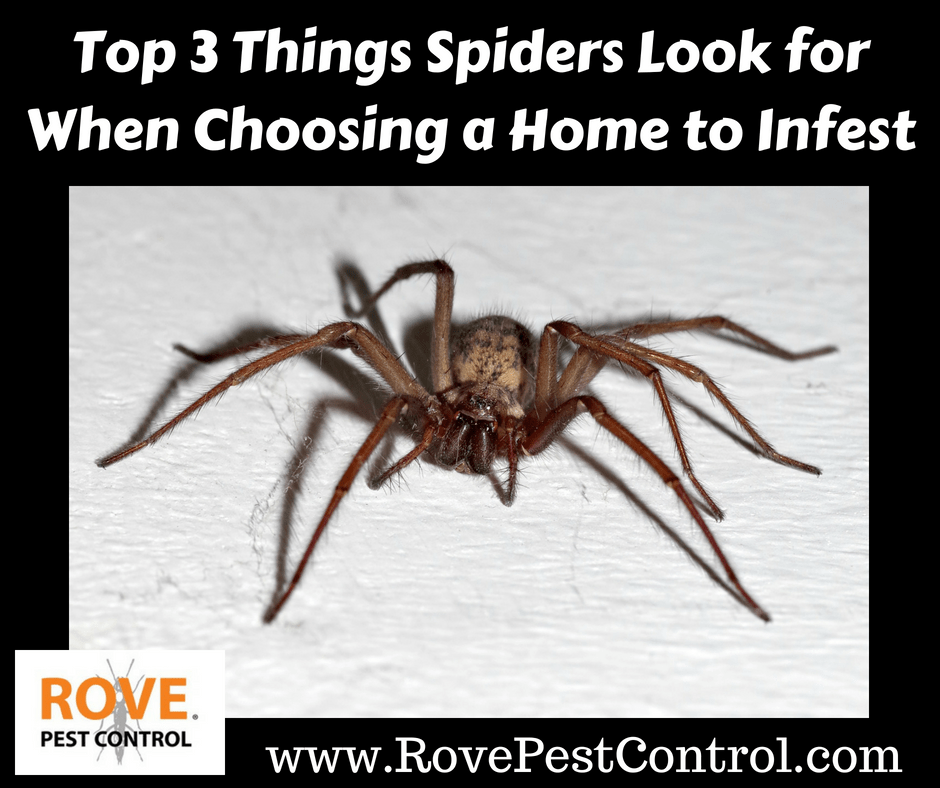 What Is Attracting Spiders To My Home Rove Pest Control