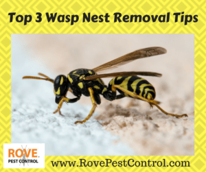 wasp, wasps, wasp removal, wasp nest, wasp nest removal, how to get rid of wasps, getting rid of wasps, how to get rid of a wasp nest, wasp nest removal, removing wasp nests, 