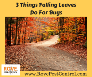 fall pests, pests, pest control tips, pest control, leaves, falling leaves, wasps, get rid of wasps, getting rid of wasps, wasp control 