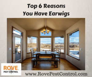 Top 6 reasons you have earwigs, rove pest control, rovepestcontrol.com, pest control minnesota, pest control minneapolis, earwig,earwigs, how to prevent earwigs, get rid of earwigs, get rid of earwigs in house, get rid of earwigs in garden, get rid of earwigs in your house, how to get rid of earwigs, how to get rid of earwigs in the house, how to get rid of earwigs in my house, removing earwig, remove earwigs indoors, kill earwigs, kill earwigs in home, kill earwigs in house, pest control, pest control tips