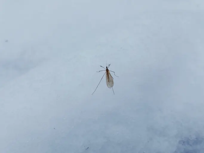 A lone mosquito resting on a snowy surface.