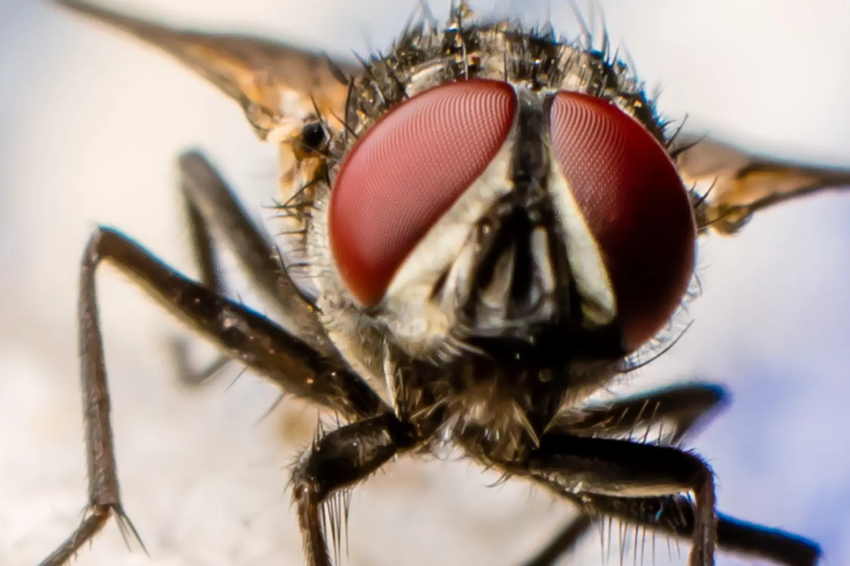 Closeup of a fly.