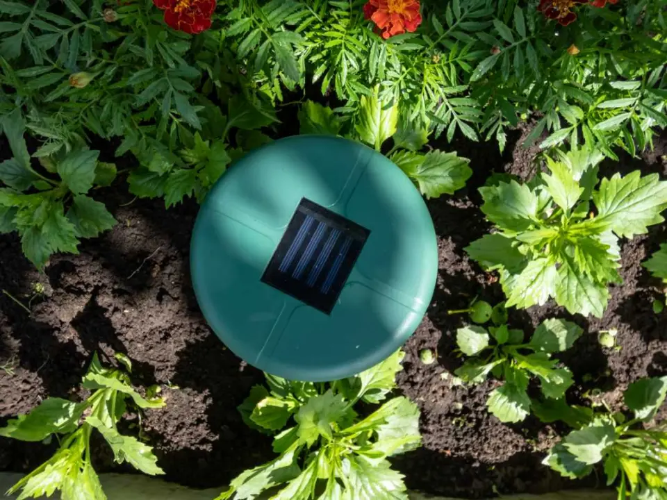 An ultrasonic pest repellant sits between plants in the ground.