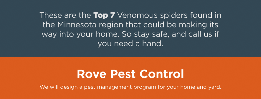 7 Poisonous Spiders In Minnesota Rove Pest Control