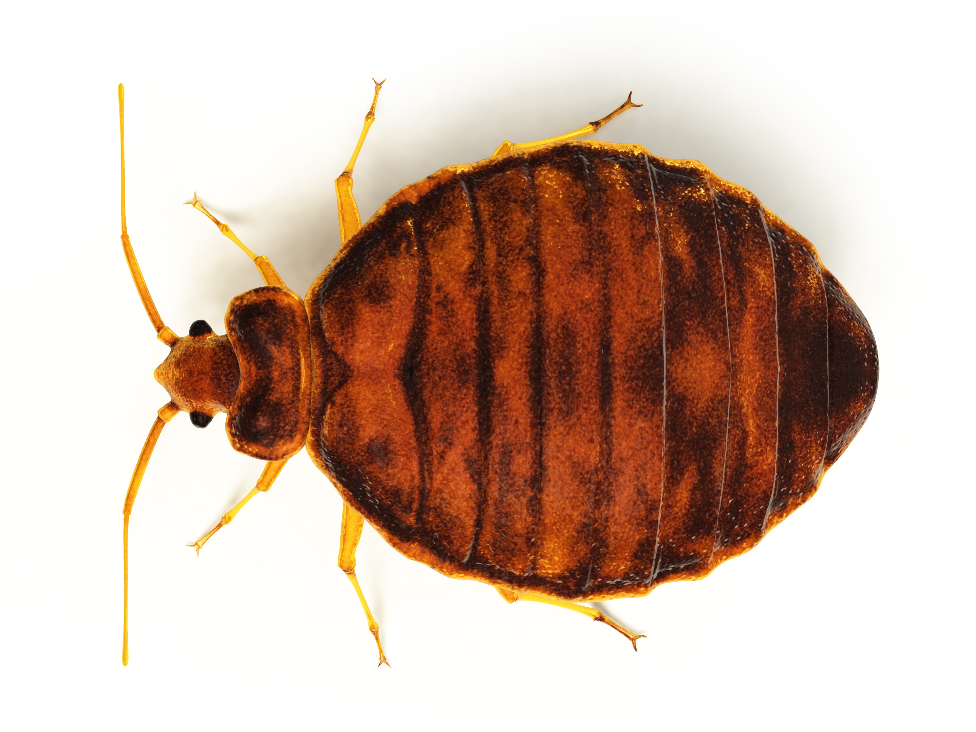 Bed bug treatment 