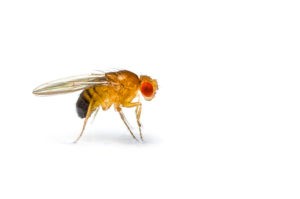fruit fly (drosophila melanogaster) that magically appears