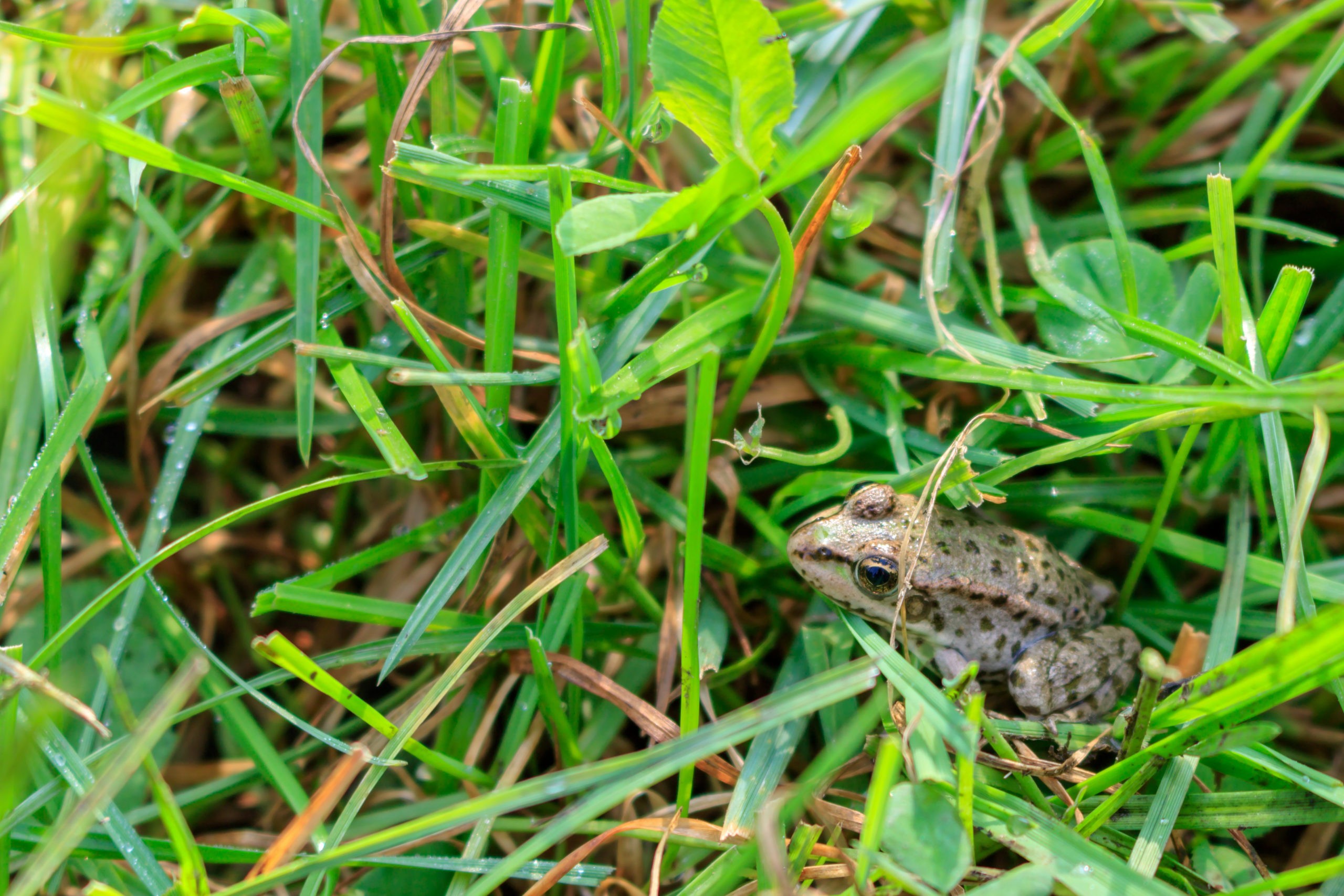 How to Get Rid of Frogs Around Your Home: Rove Pest Control