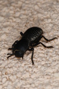 ironclad beetle