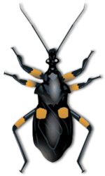 Contact Us | Rove Pest Control