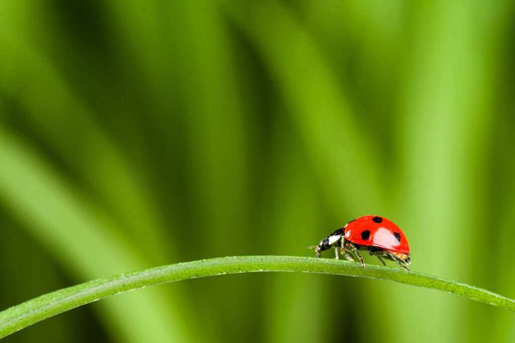 Ladybug on Grass Over Green background