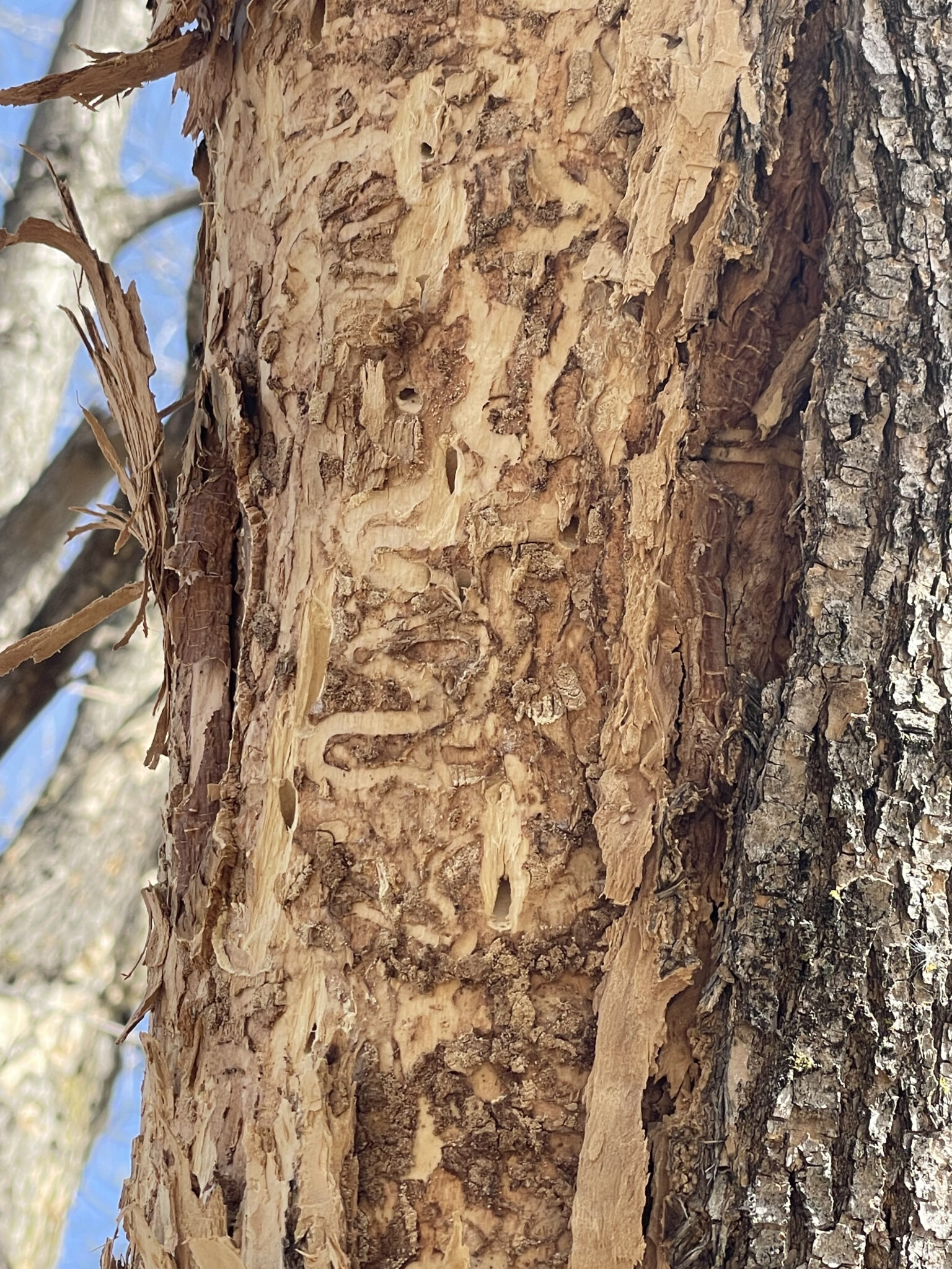 Things to know about the Emerald Ash Borer Rove Pest Control