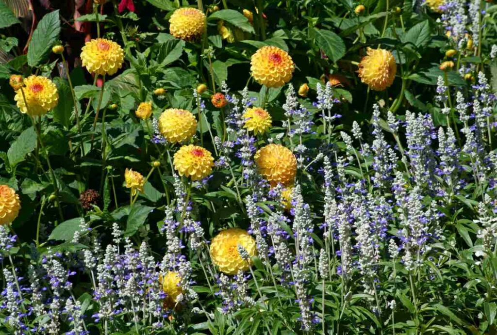 Lavender and marigolds in a garden.
