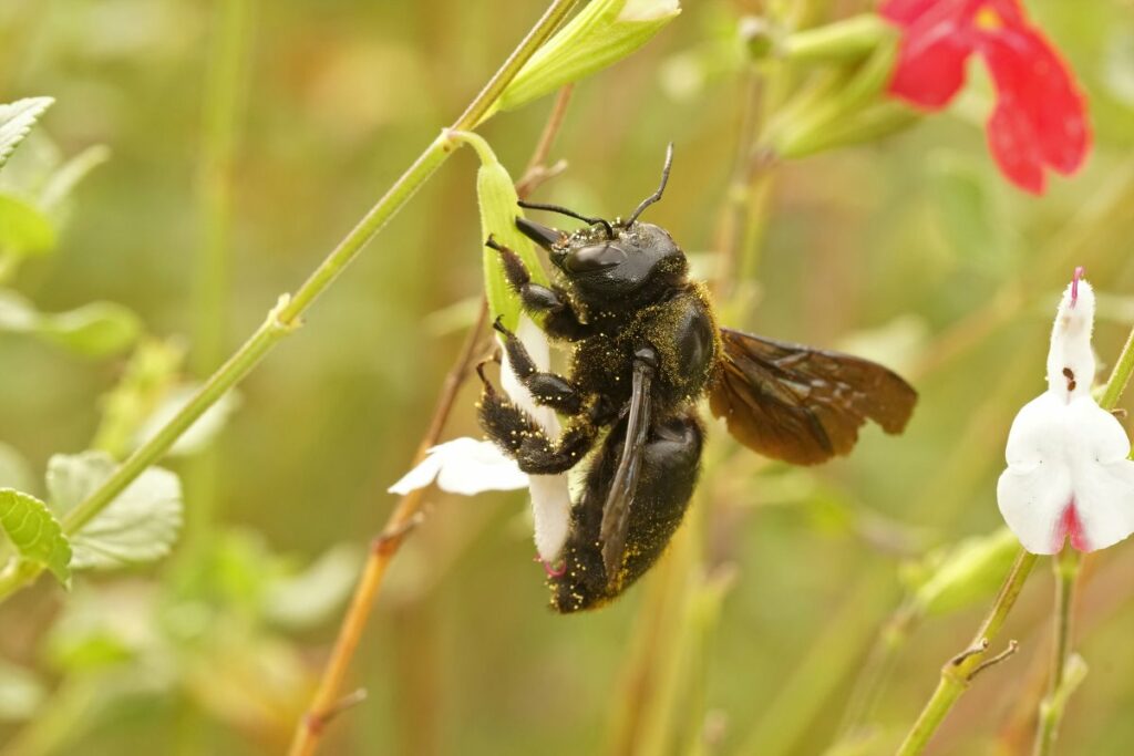 A close-up of an adult violet carpenter bee on a flower covered in pollen.
