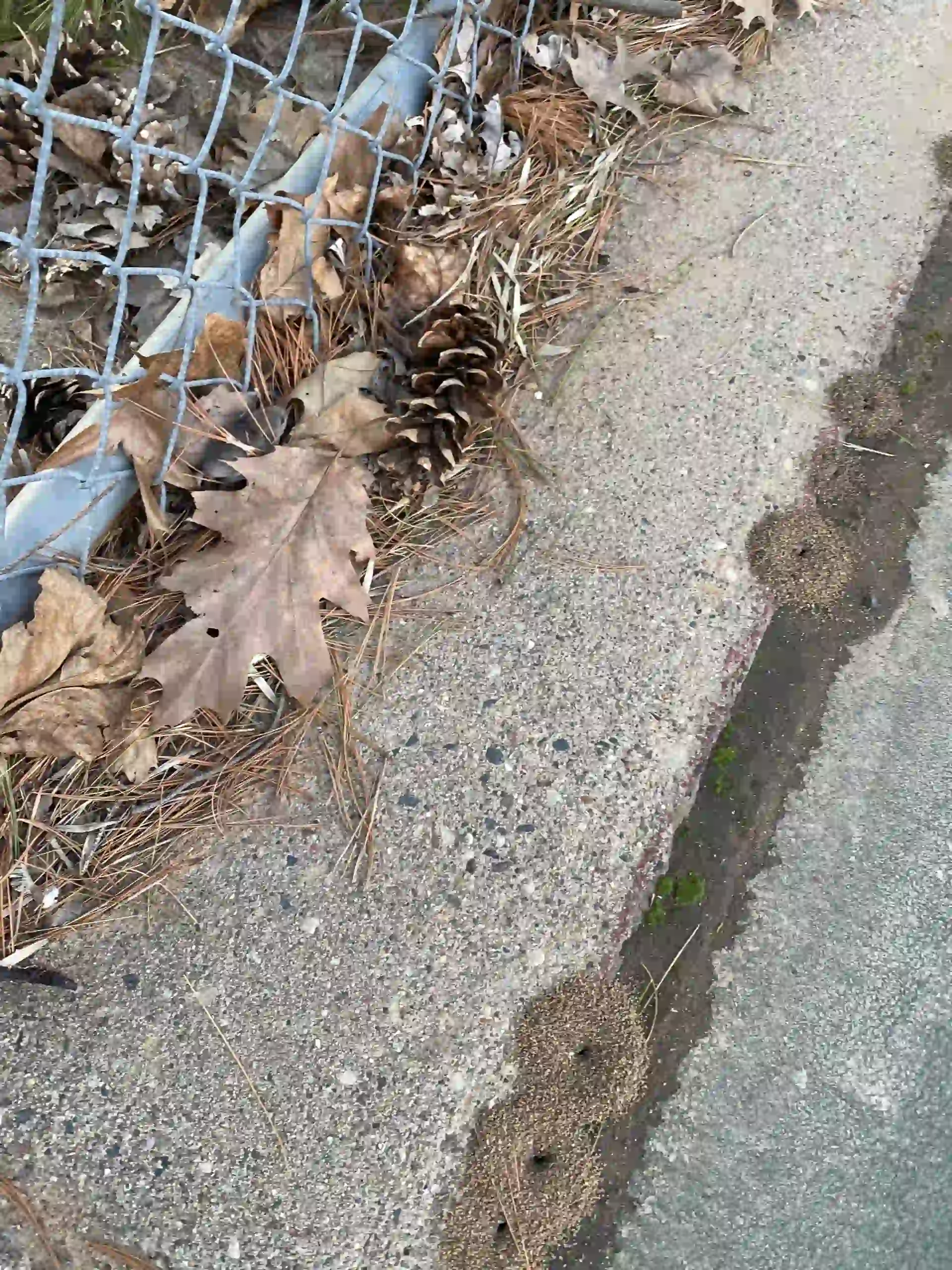 Ant hills on sidewalk