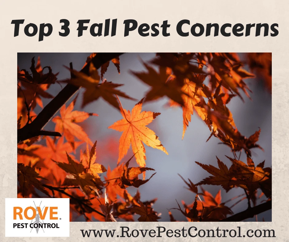 Top 3 Fall Pest Concerns, fall pest control, pest control tips, pest control, pest control for fall, pest concerns, fall pests, common fall pests, pest control tips, tips for fall pest control