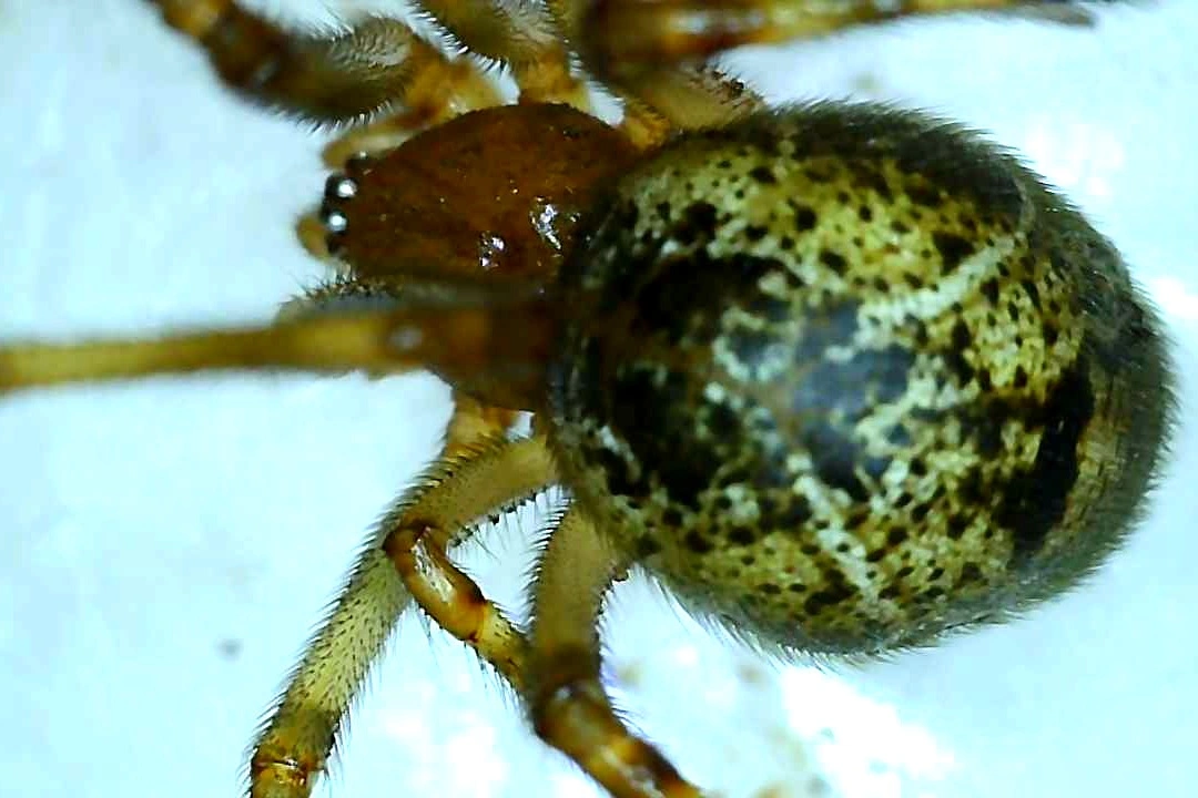 close up of a spider