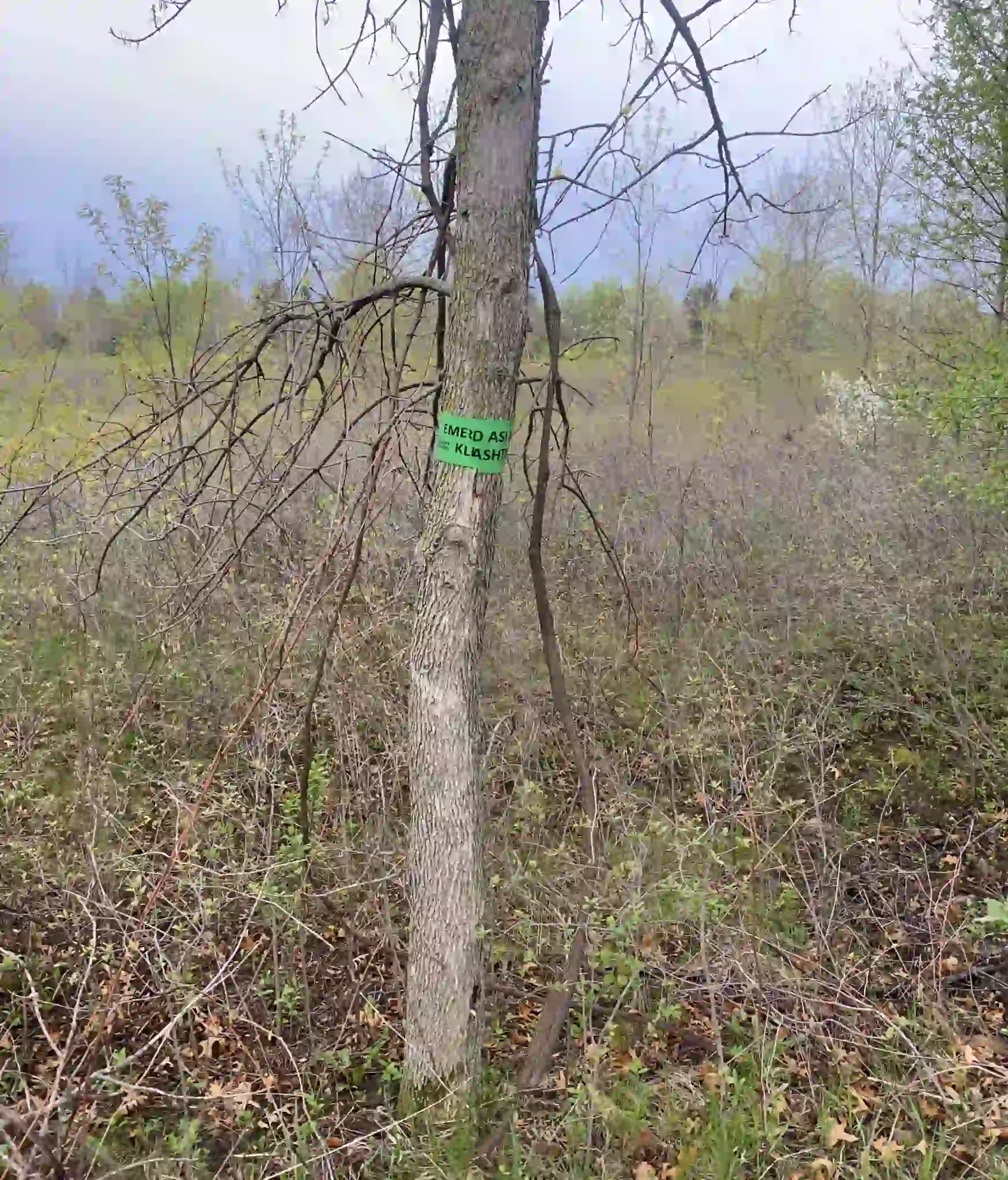 Tree marked with green tape