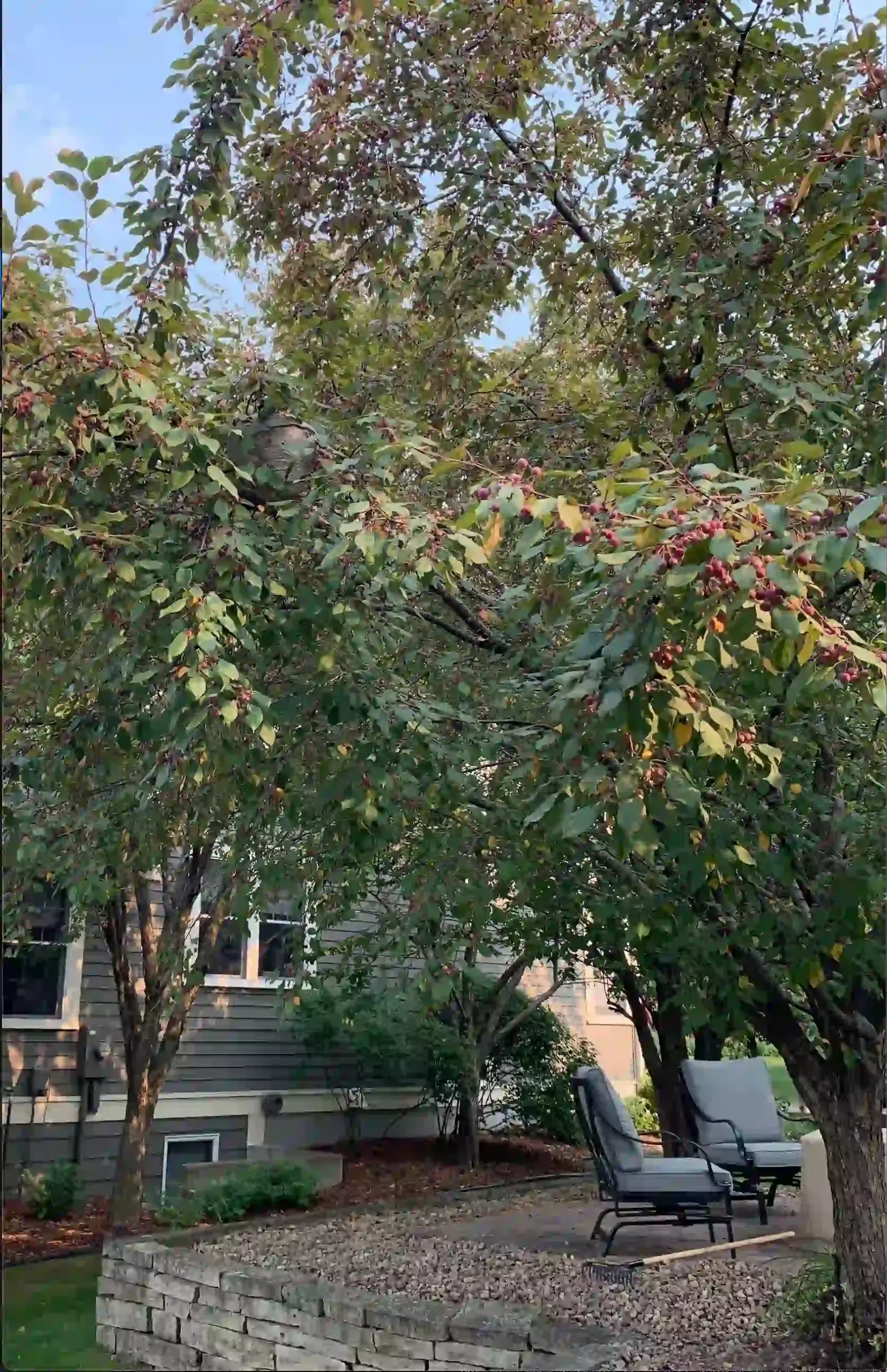 Close up of a pest nest in a tree