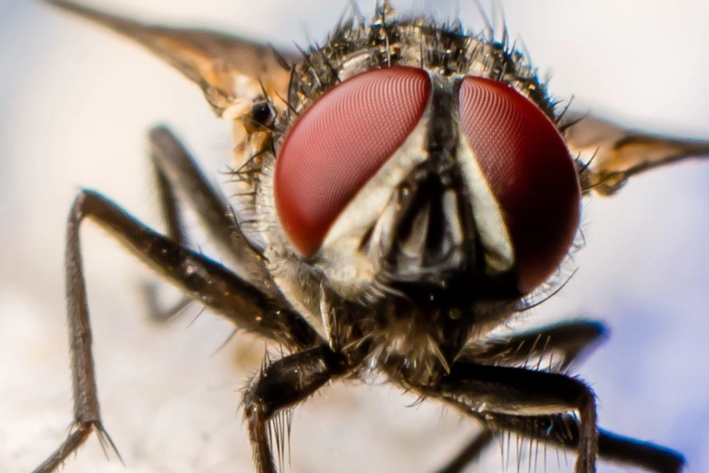 Front view of the eyes of a fly