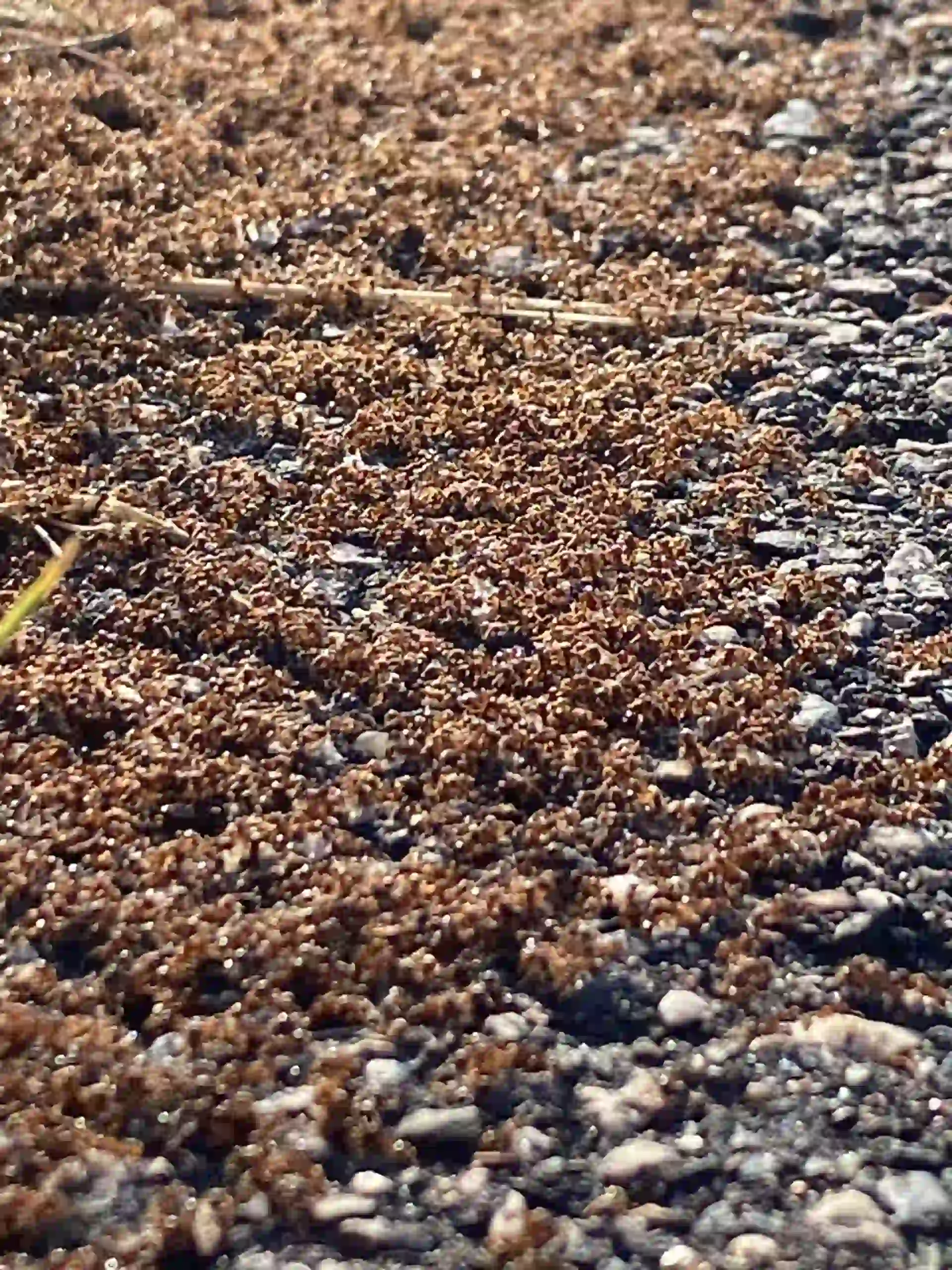 Ants crawling over ground in a mass