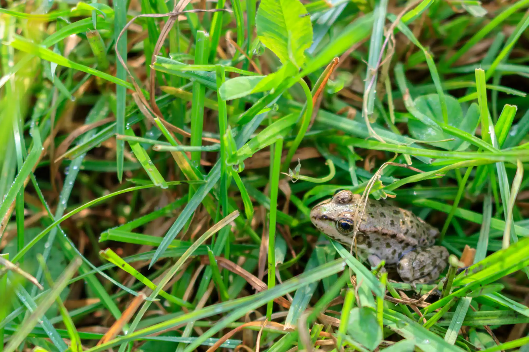 Frog nestled in grass