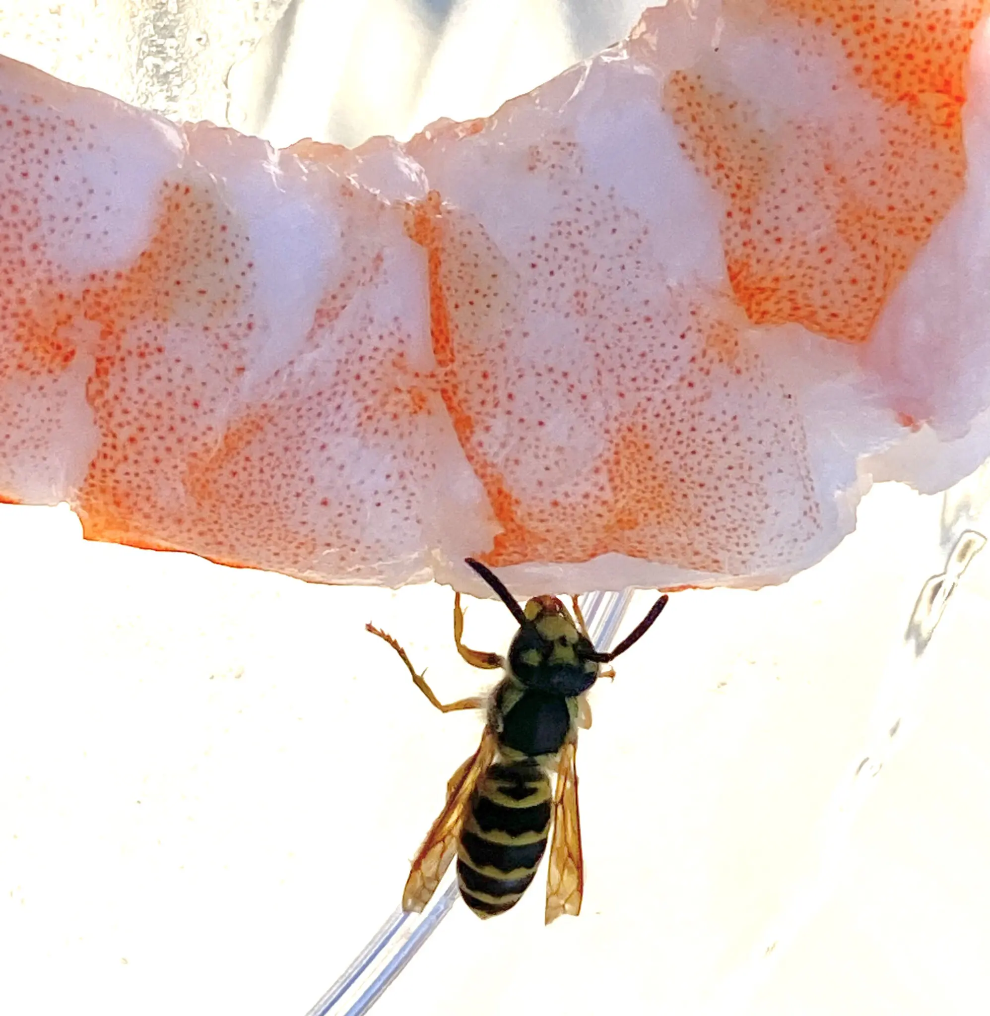 A bee interacting with raw meat