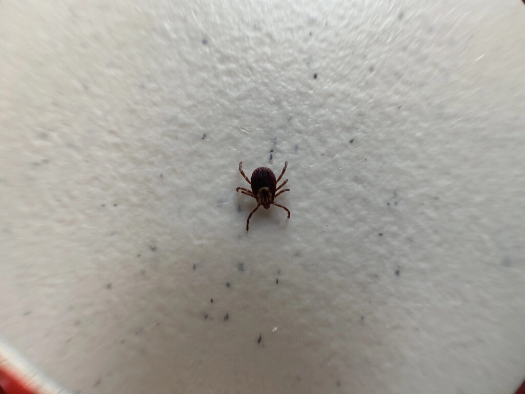 Tick on a wall