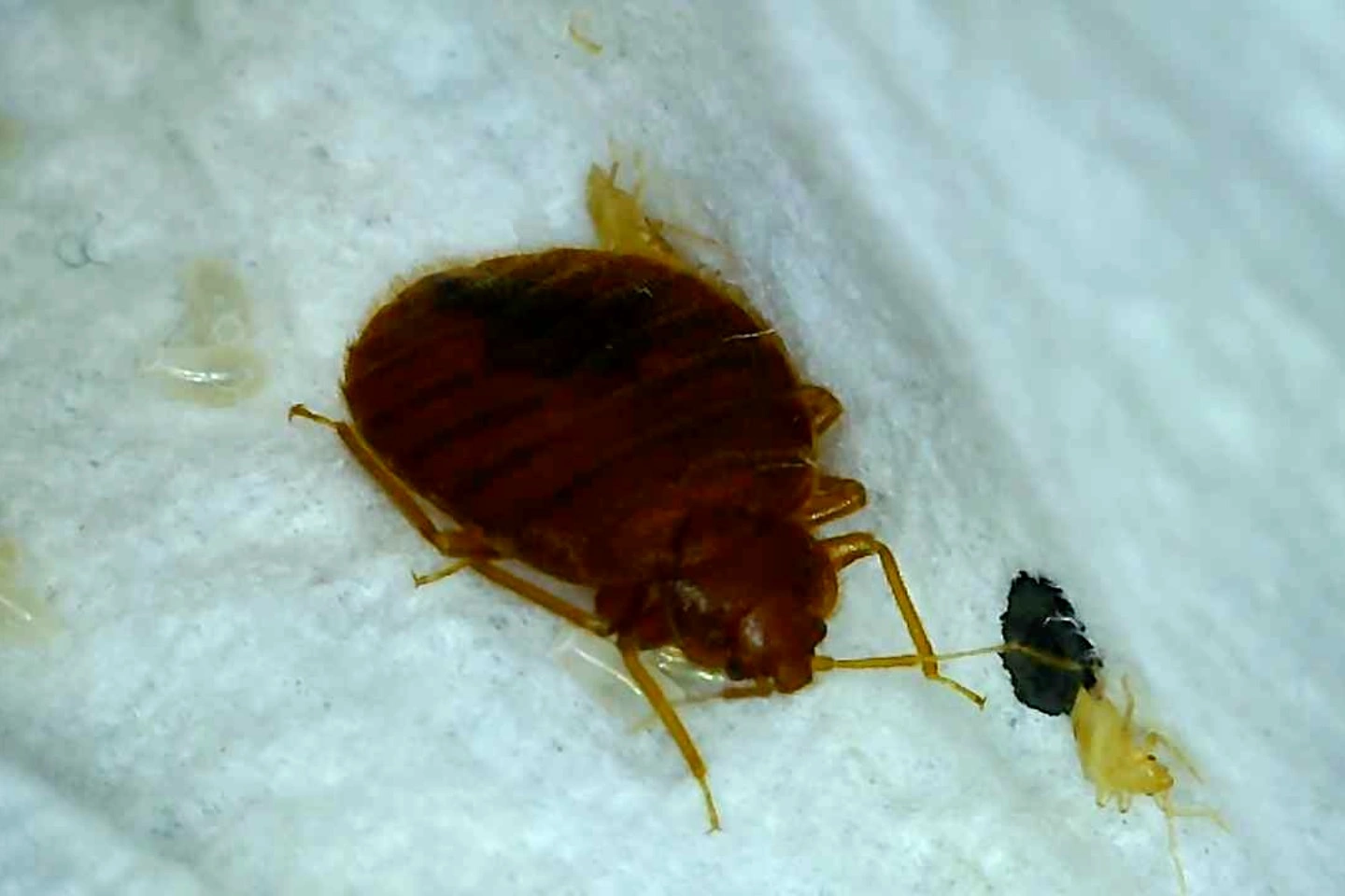 Close up of a bed bug on a sheet